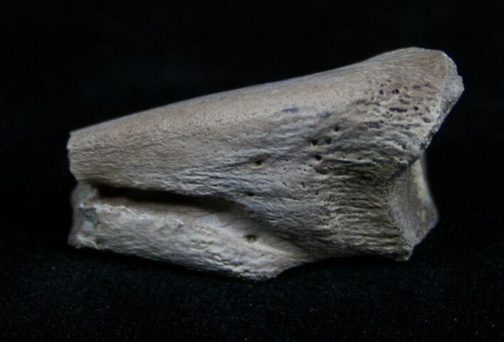Partial Ornithomimus Claw - Montana #4305